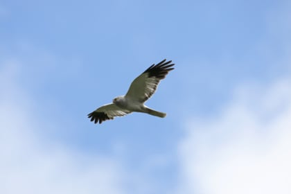 Row over Britain’s hen harriers could offer lessons