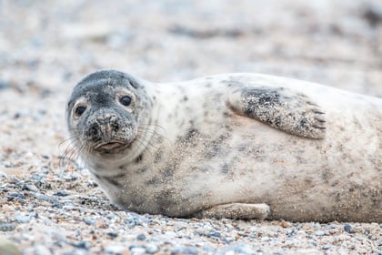 Activities aplenty this summer at Seal Sanctuary