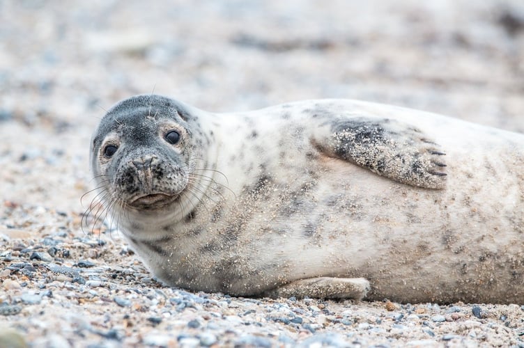 The Cornish Seal sanctuary pups are going to be released 