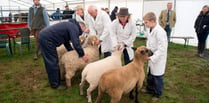 Organisers expect livestock to return for 2025 show