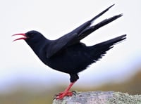 Chough film marks milestone