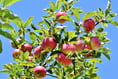 Cornish orchard plan grows after funding boost