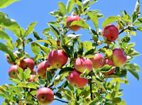 Cornish orchard plan grows after funding boost