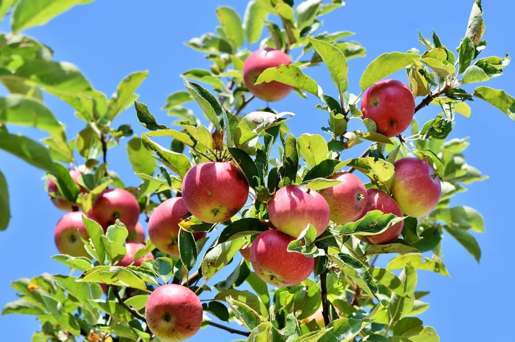 Apple tree