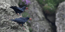 Chough-ing success as population raises 