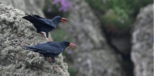 Chough-ing success as population raises 