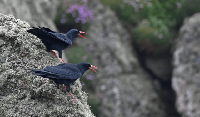 Chough-ing success as population raises 