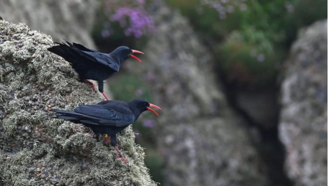 Pair of Choughs