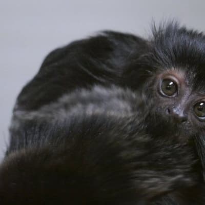 New baby monkey for zoo