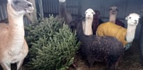 Tree-mendous treat for alpacas and llamas in Cornwall