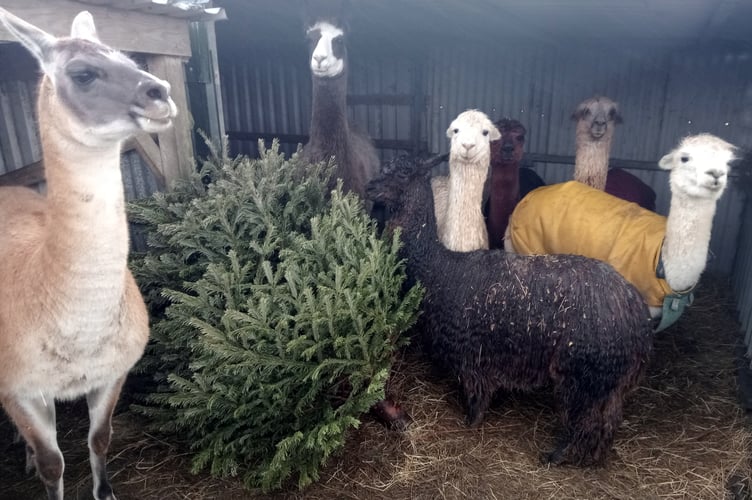 Enjoying Christmas trees at Chy Lowen Alpacas Tregaswith
​

