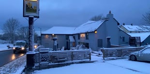 Dogs playing in the snow