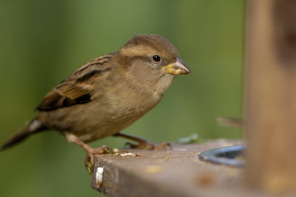 Big Garden Birdwatch starts today