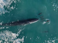 Stunning aerial footage shows whale playing with dolphins off Cornwall