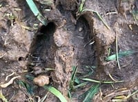 Oh dear - Culprit of cemetery vandalism unearthed