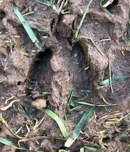 Oh dear - Culprit of cemetery vandalism unearthed