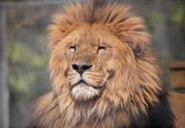 Newquay Zoo's lions on the move to Devon