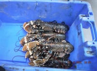 Director and company prosecuted for illegal lobster fishing 