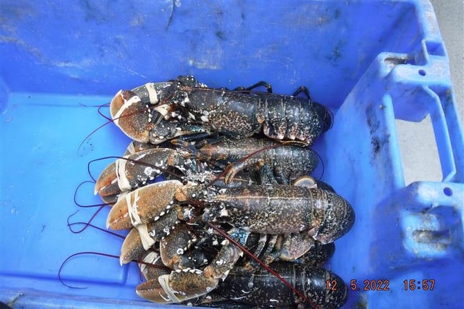 The lobster that were later released