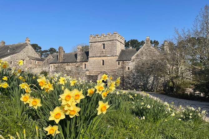 Cotehele Daffodil Festival 2022