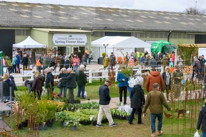 GALLERY:  2023 Cornwall Spring Flower Show was blooming marvellous