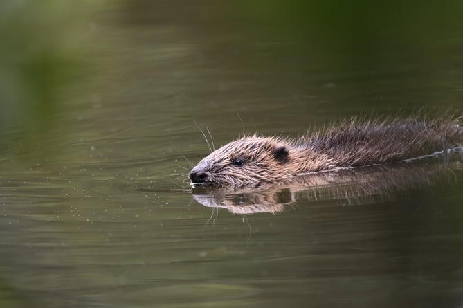 A young Cornish beaver