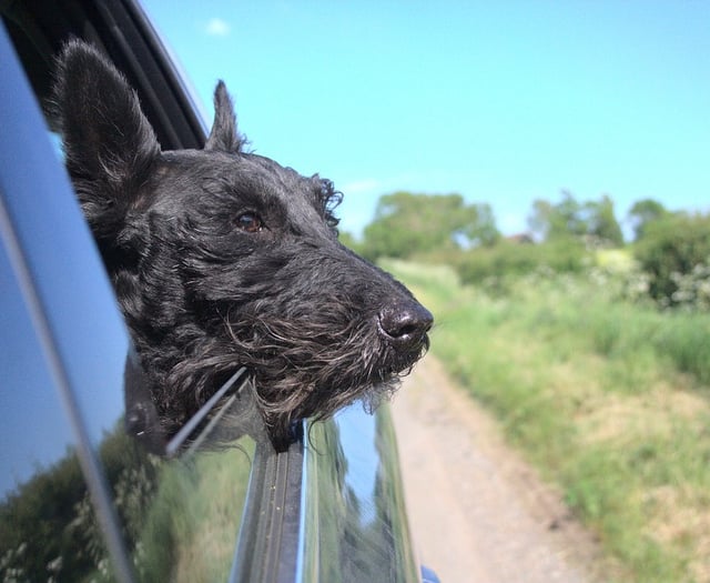 Council’s stray dog service leads the way