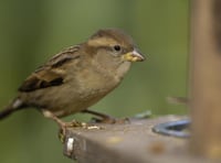 House sparrows top the list in the big garden birdwatch