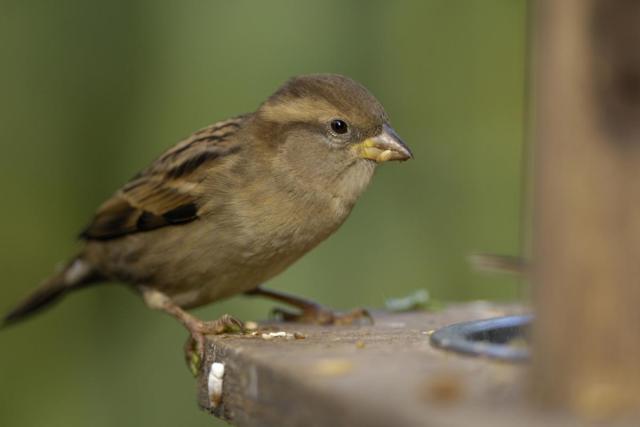 House sparrows top the list in the big garden birdwatch