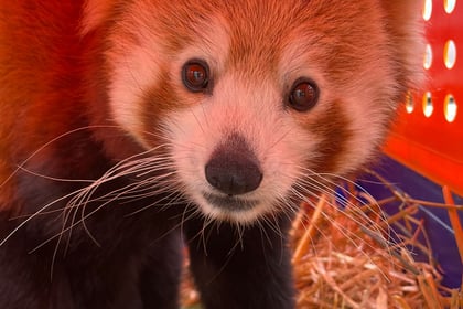 Video: Rare red pandas make friends at Newquay Zoo
