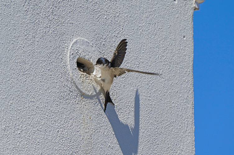 Birds nesting in boxes built into Duchy of Cornwall properties (PICTURES: HUGH HASTINGS)