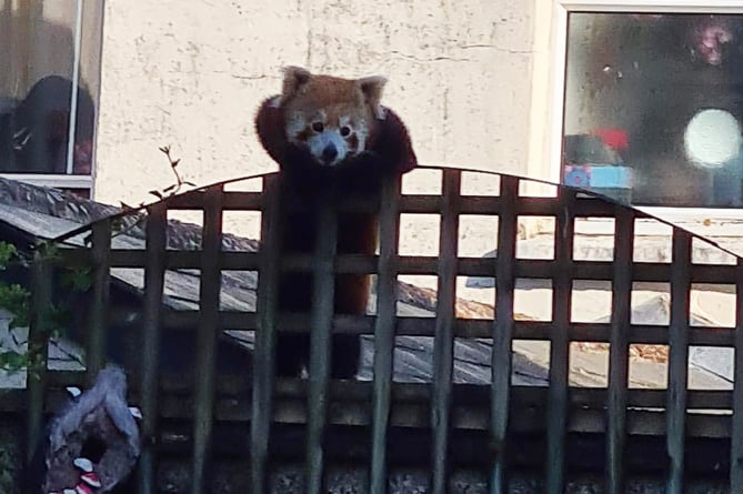 The Red panda was discovered walking down the road (Freshpoint )