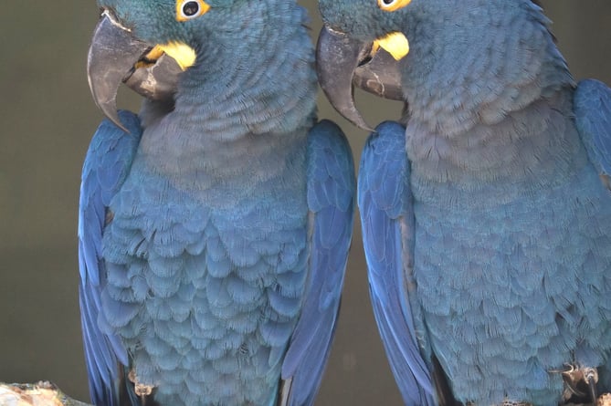 Two of the new Lear’s macaws at Paradise Park