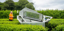 UK’s first robot tea harvester showcased in Cornwall