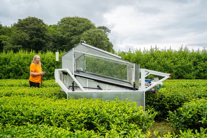 UK’s first robot tea harvester showcased in Cornwall