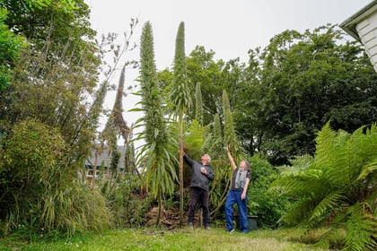 Cornish couple grow Britain's tallest echium plant