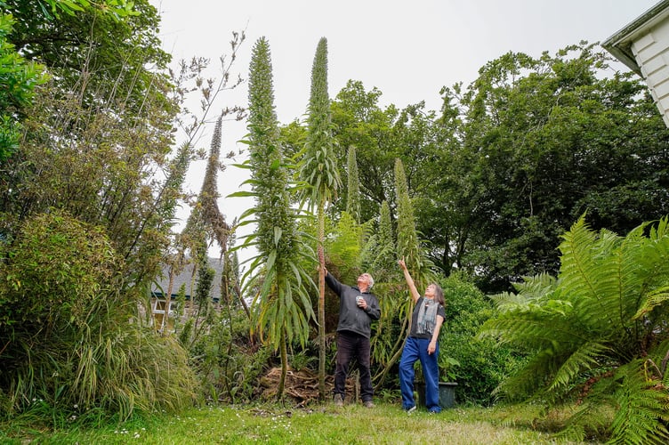 Noel and Pam Betowski grow what could be Britain's tallest Echium plant, at over 18ft tall in their garden near Penzance, Cornwall. See SWNS story SWLNplant.