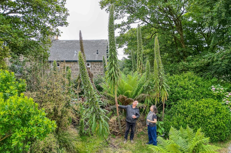 Noel and Pam Betowski grow what could be Britain's tallest Echium plant, at over 18ft tall in their garden near Penzance, Cornwall. See SWNS story SWLNplant.