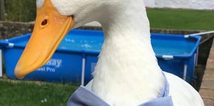 Truro woman raising money for pet duck's vital medical bills