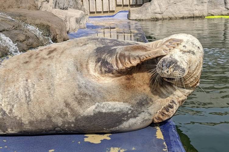 Grey seals at the Cornish Seal Sanctuary near Helston have already started moulting due to the rainy weather.
See SWNS story SWMRseals. Even seals have given up on the British summer - and have started growing their winter coats six months early, a sanctuary says. Grey seals at the Cornish Seal Sanctuary near Helston have already started moulting due to the rainy weather. Usually, this only happens in late winter or early spring, when old, drab fur is replaced with a shiny new coat, ready for the demands of extreme temperature changes.