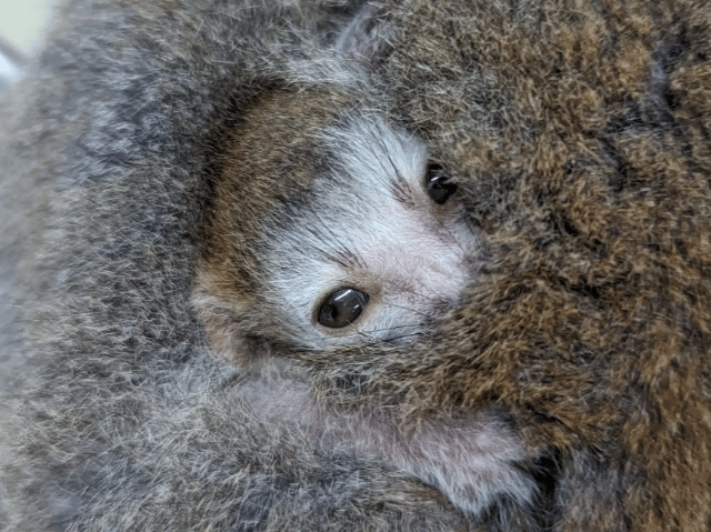 Zoo welcomes new arrival 