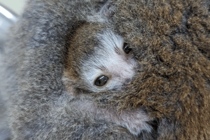 The new baby crowned lemur born at Newquay Zoo