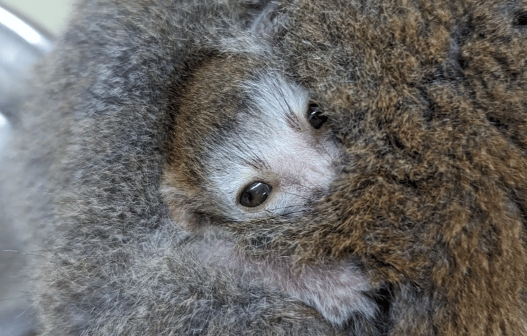 The new baby crowned lemur born at Newquay Zoo