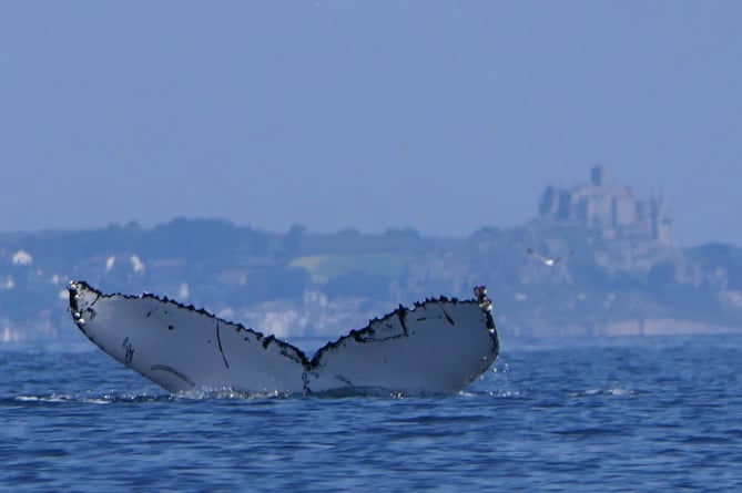 A humpback whale in Mounts Bay (Picture: Rupert Kirkwood)