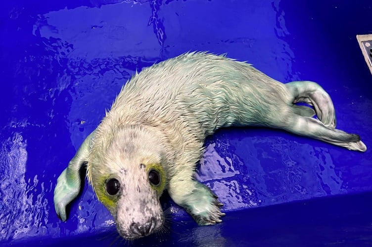 The grey seal pup named Sienna Miller