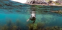 Seals playing games with snorkelers off the British coast