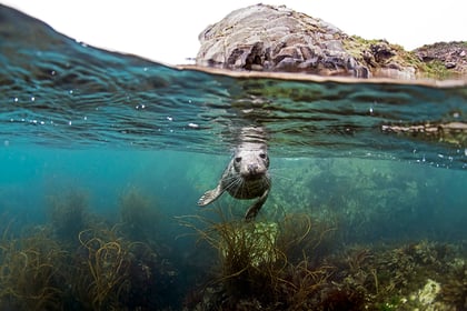 Seals playing games with snorkelers off the British coast