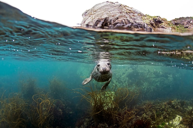 Underwater pictures show seals playing games with snorklers off the British coast. See SWNS story SWNAseals. Martin Yelland, 40,  snapped the creatures on a trip to Lundy Island in North Devon on Saturday. The underwater wildlife photographer, from St Erth, Cornwall, went on a boat trip to the location which is renowned for seals. He snapped pictures with a camera encased in waterproof housing as the animals were twirling and playing with members of the group.