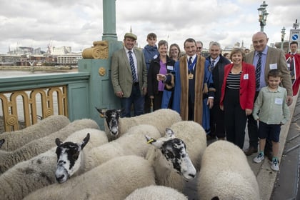 Cornish butcher drives sheep across Thames
