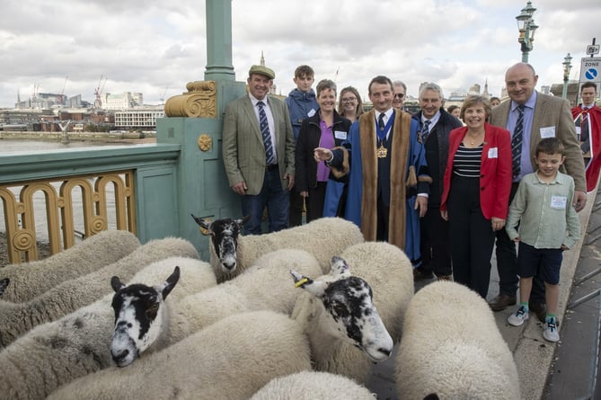 James Kittow, from Kilhallon near Par, in London with his sheep